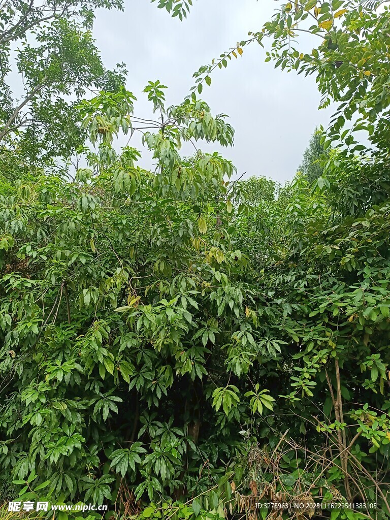 茂密绿植景观