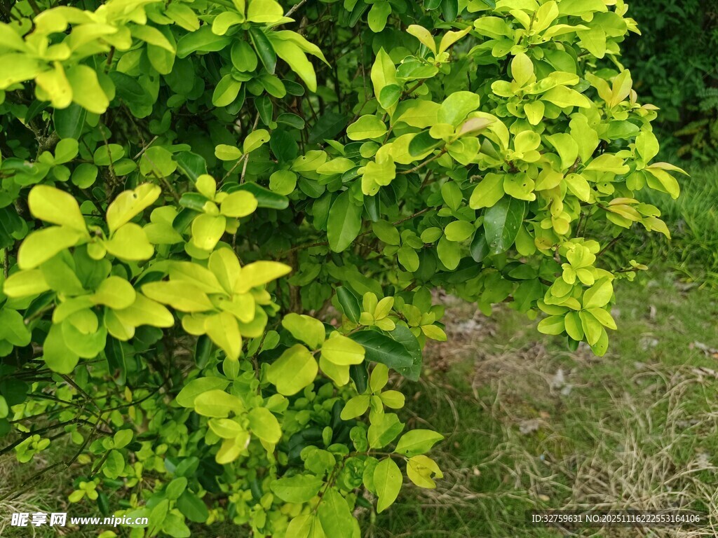 翠绿繁茂的绿植景观