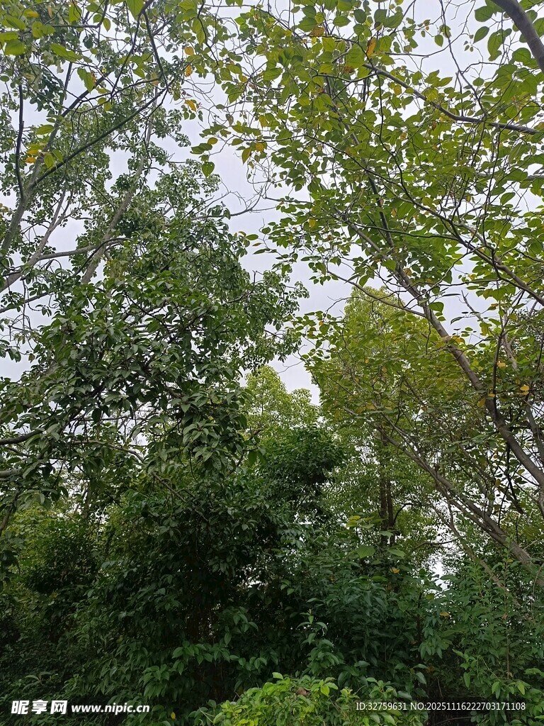 繁茂树林绿意盎然