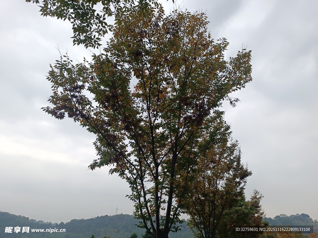 秋日山林中的挺拔树木