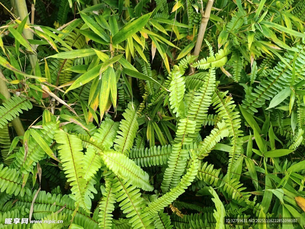 翠绿蕨类植物特写