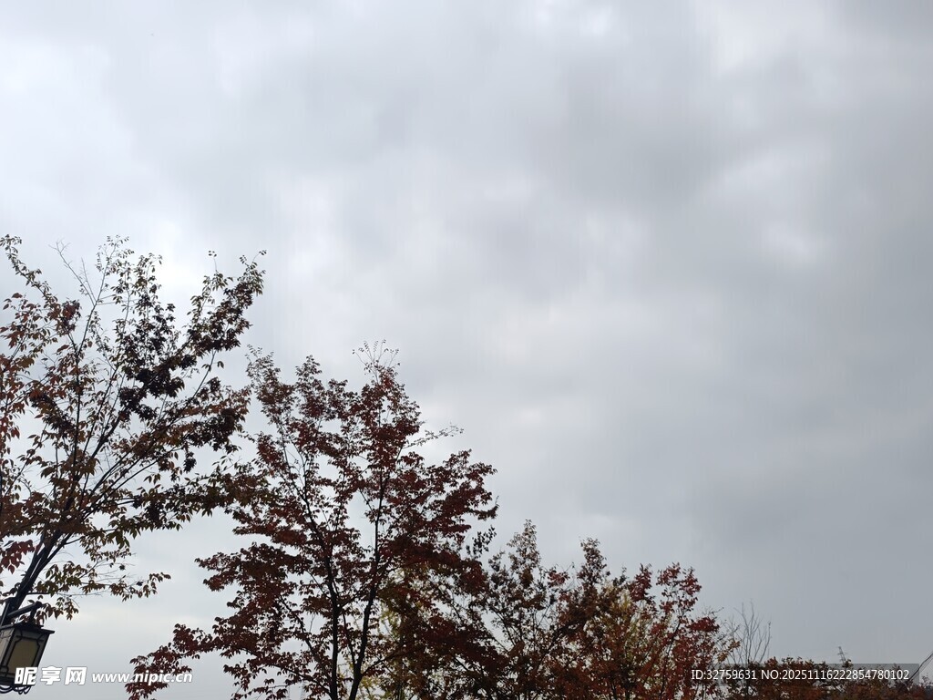 阴天里的树木景象