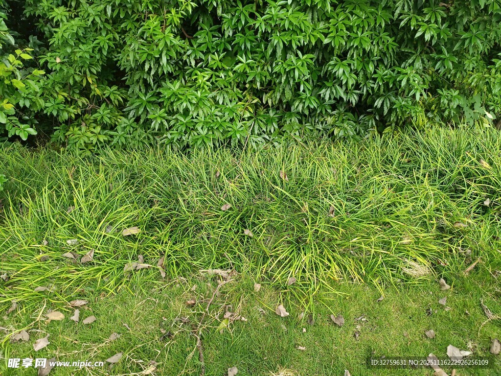 绿意盎然的草地与繁茂植被