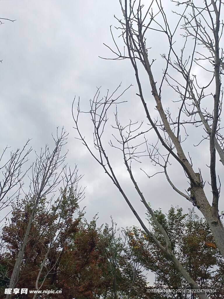 枯树与天空的萧瑟景象