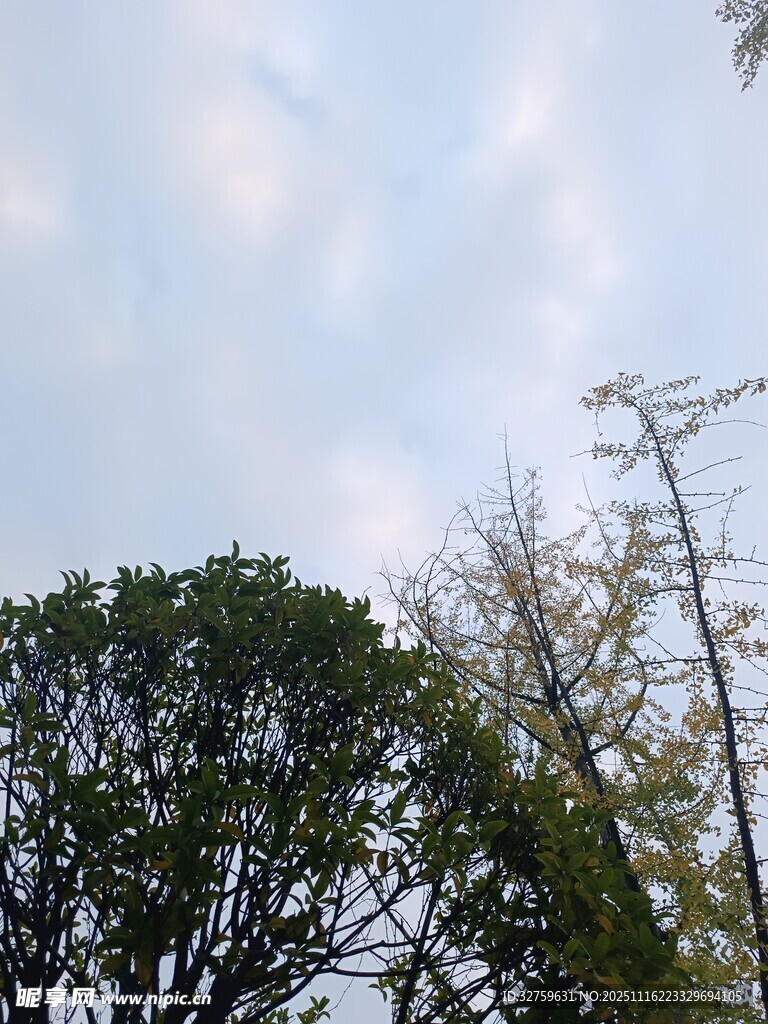 蓝天白云下的葱郁树木