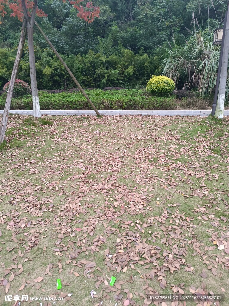 落花满地的静谧庭院