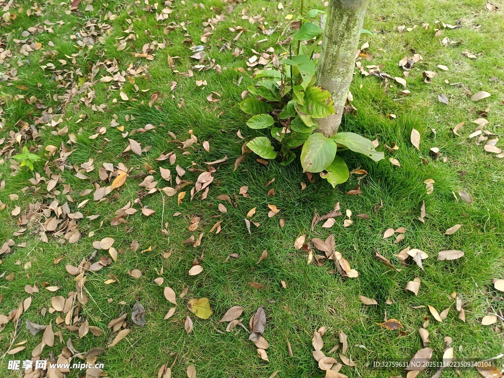 树下草地与落叶景象