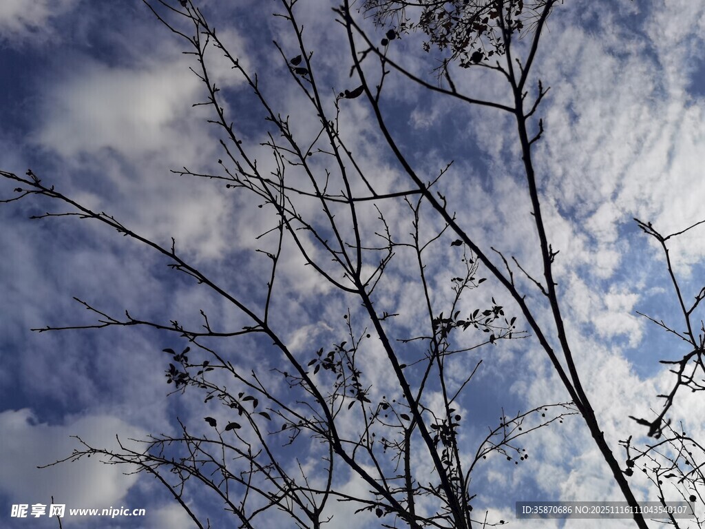 蓝天枯枝间的梦幻云彩