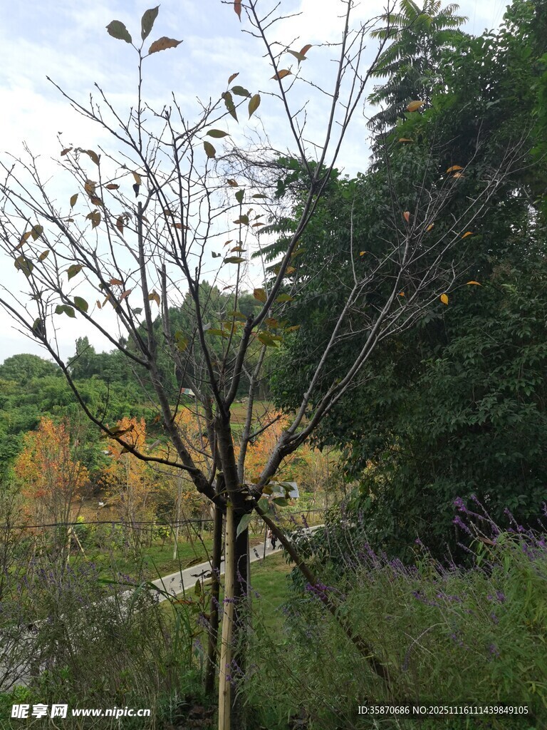 秋日野外光秃树木景象