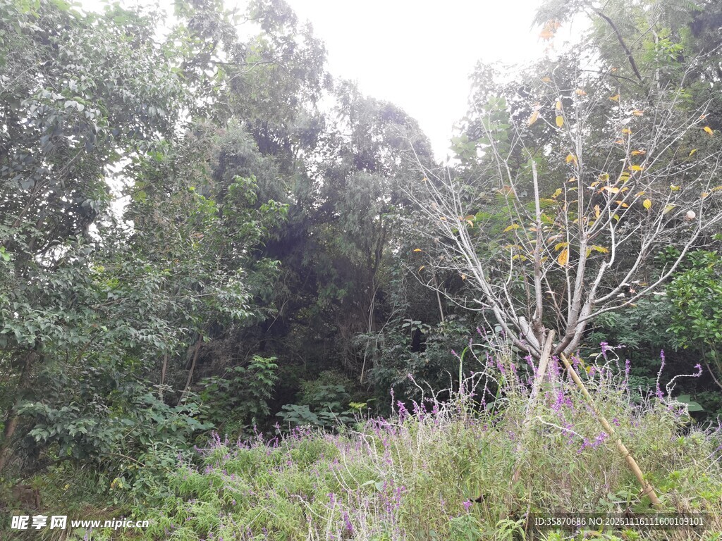 茂密丛林中的繁茂植被