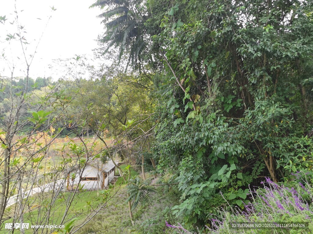 山林间的绿意景致