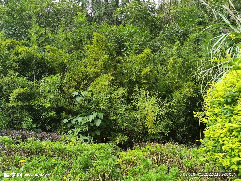绿意盎然的园林植物景观