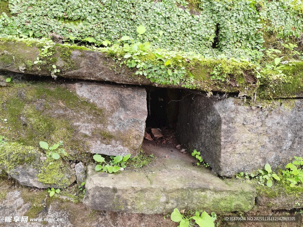 石缝间的绿意生机