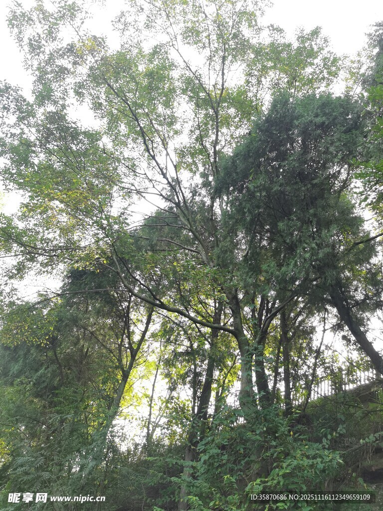 山林间葱郁的树木景观