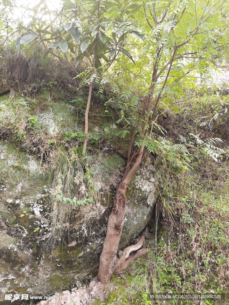 山间繁茂树木与岩石景观