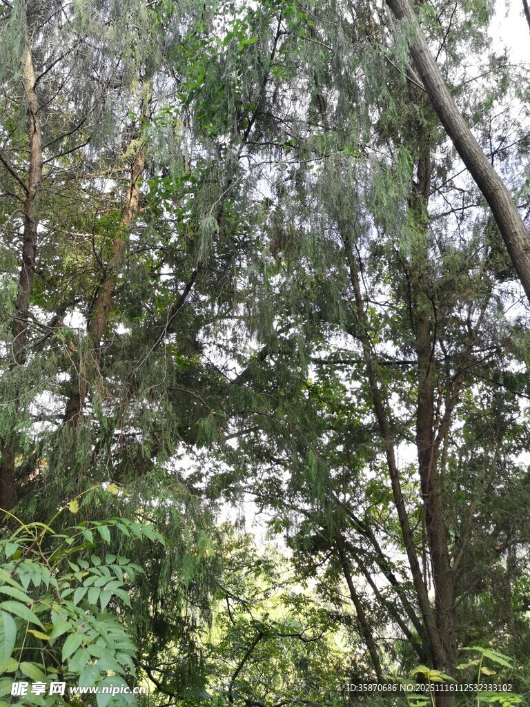 茂密树林中的繁茂绿植