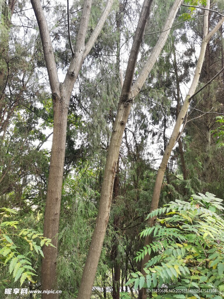 茂密树林中的多样植物