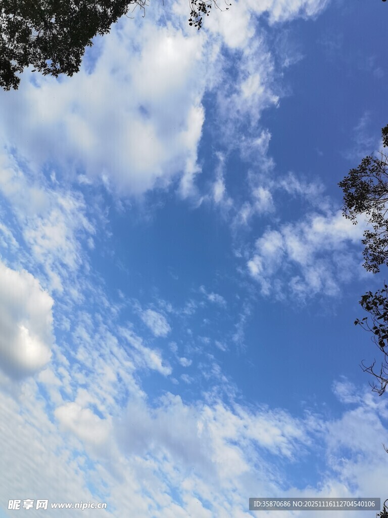 蓝天白云下的树梢美景