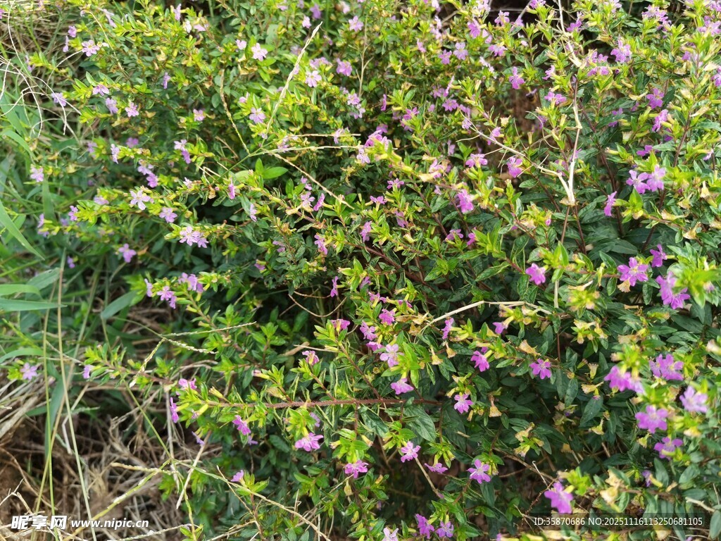 繁茂绿植间的紫色小花