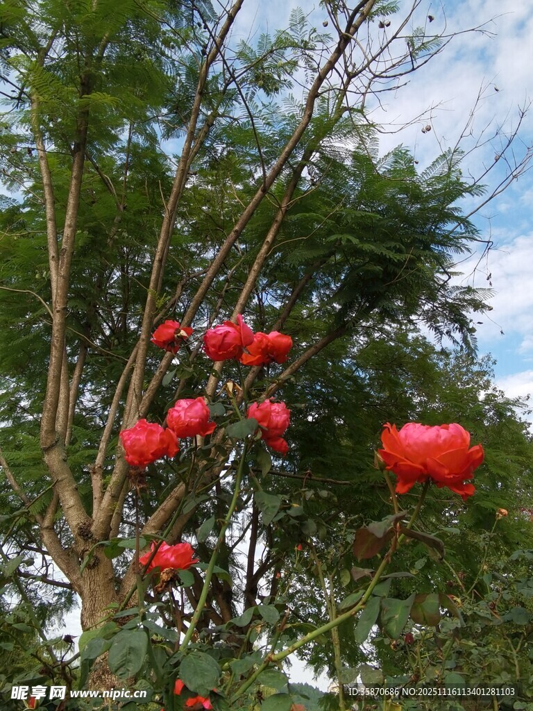 枝头绽放的艳丽红花朵