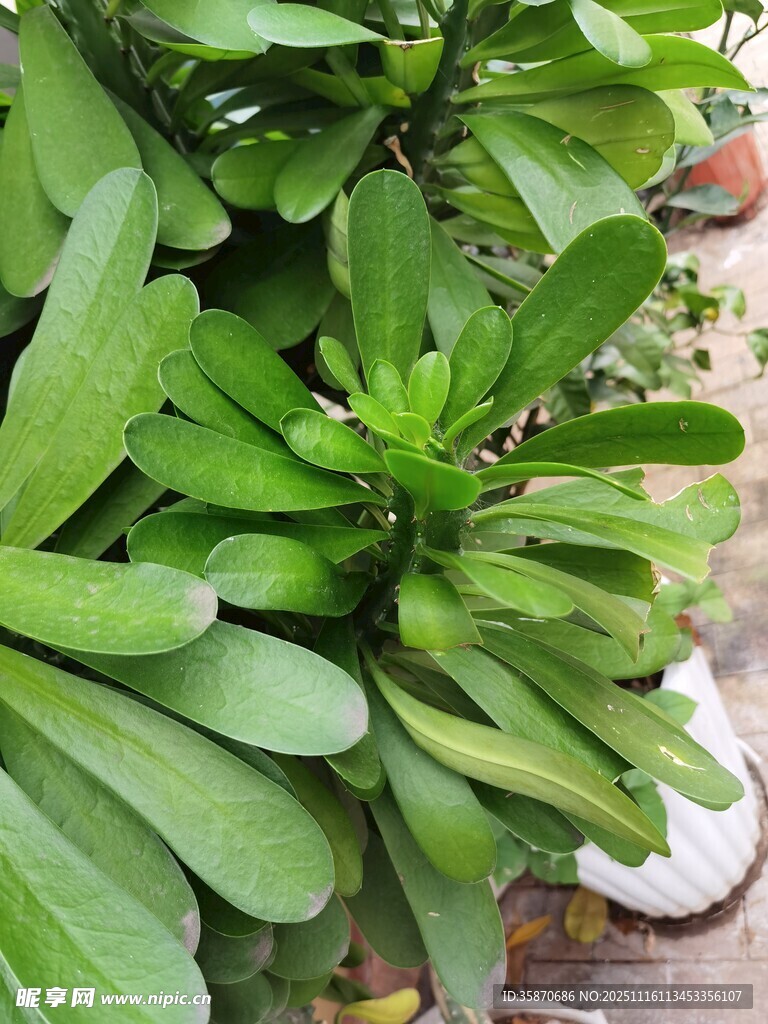 翠绿蓬勃的绿植特写