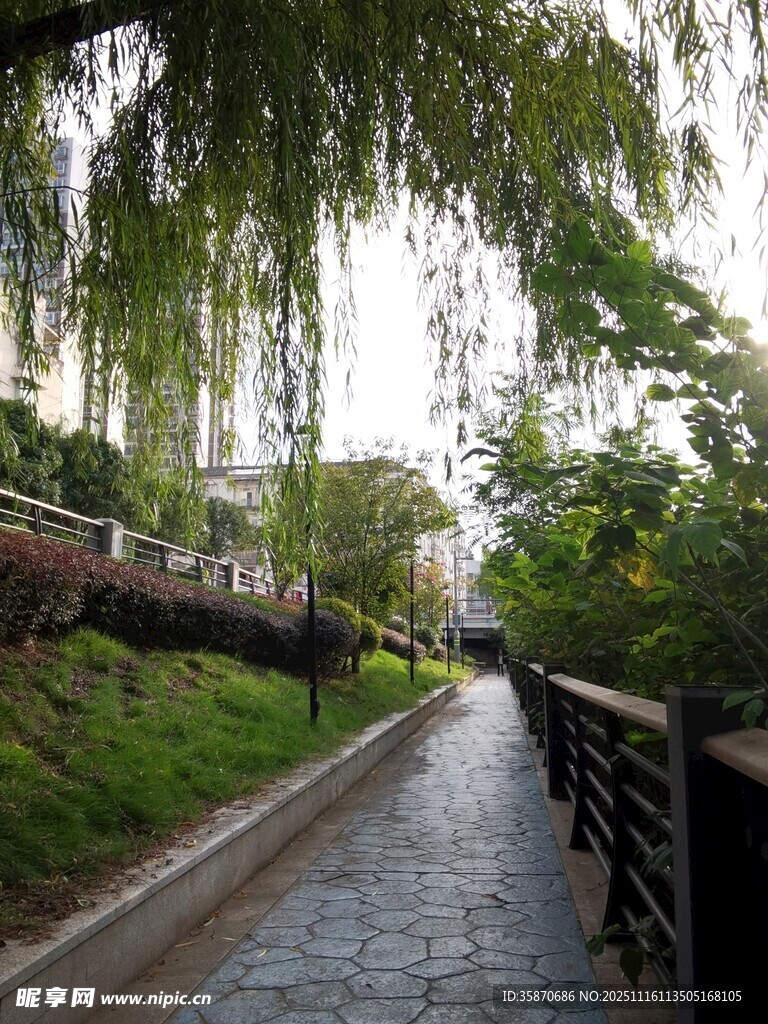 林荫小道静谧的自然景致