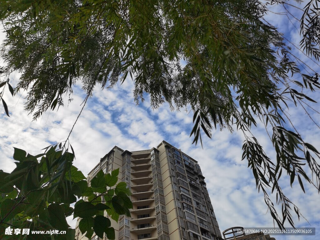 高楼旁枝叶繁茂的绿树