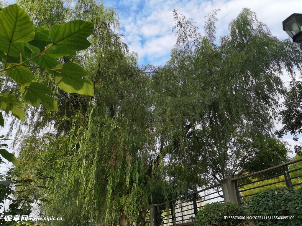 垂柳依依绿意盎然的景致