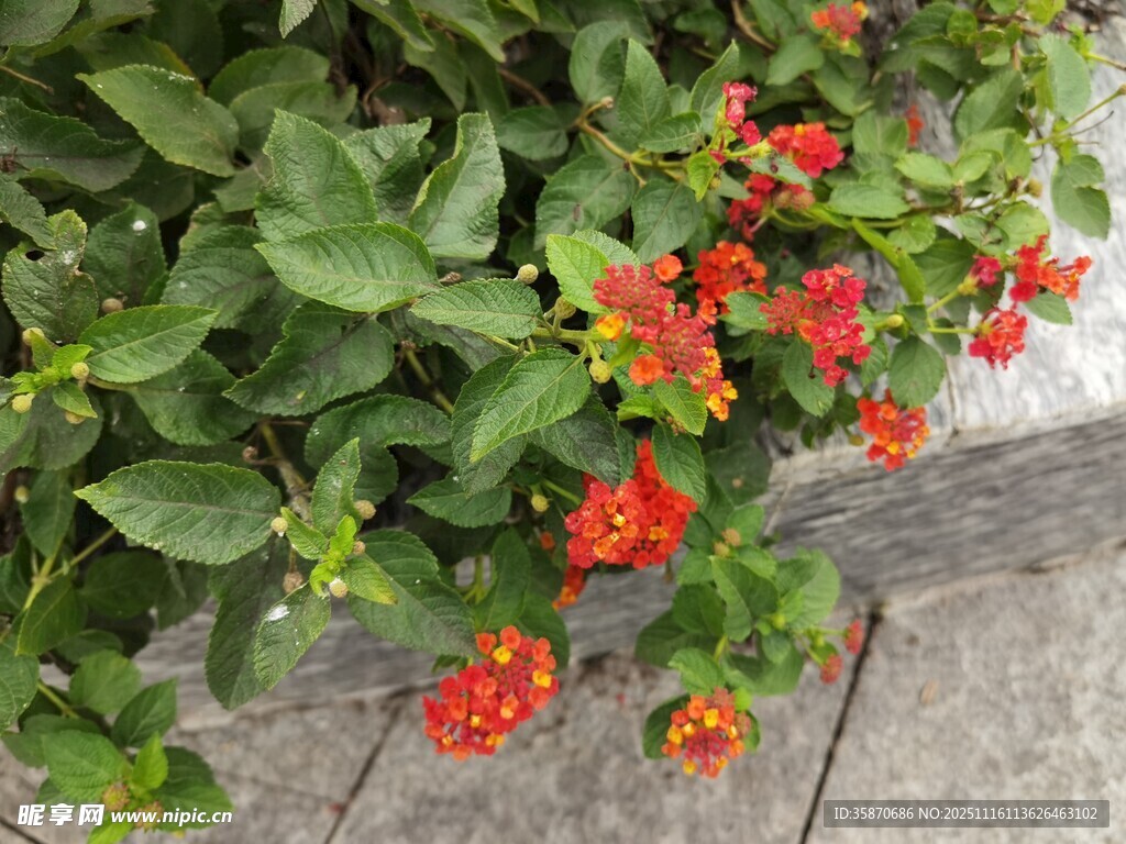 墙边绽放的鲜艳红色草莓花