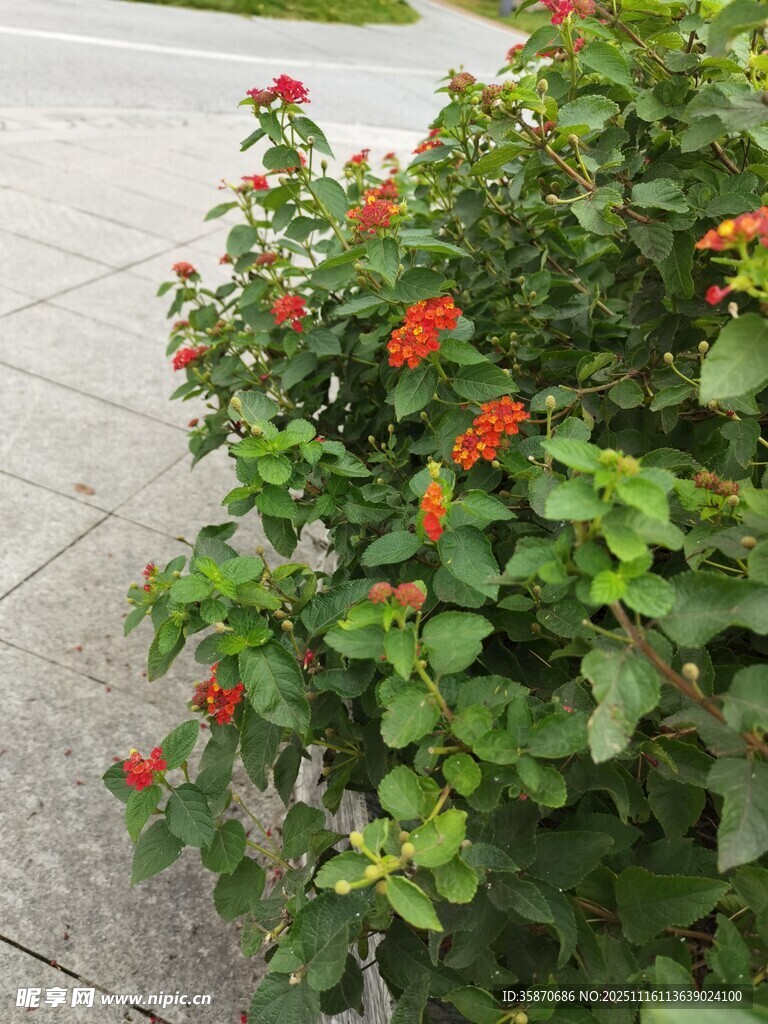 路边绽放的鲜艳红花