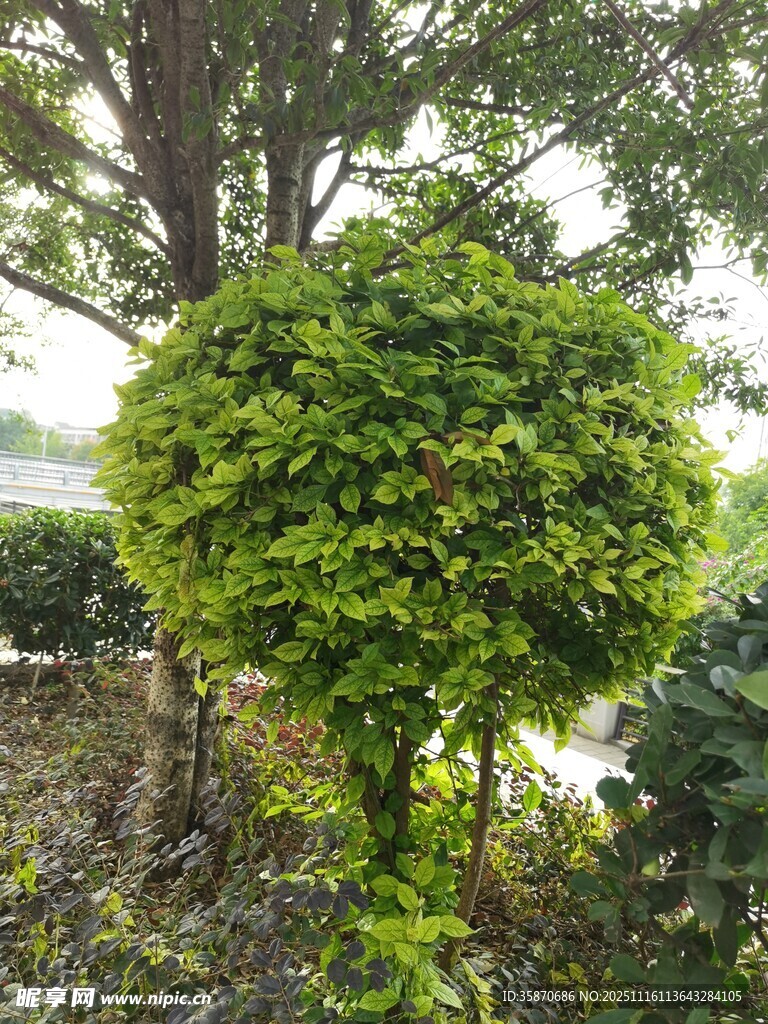 球形绿植自然清新景致