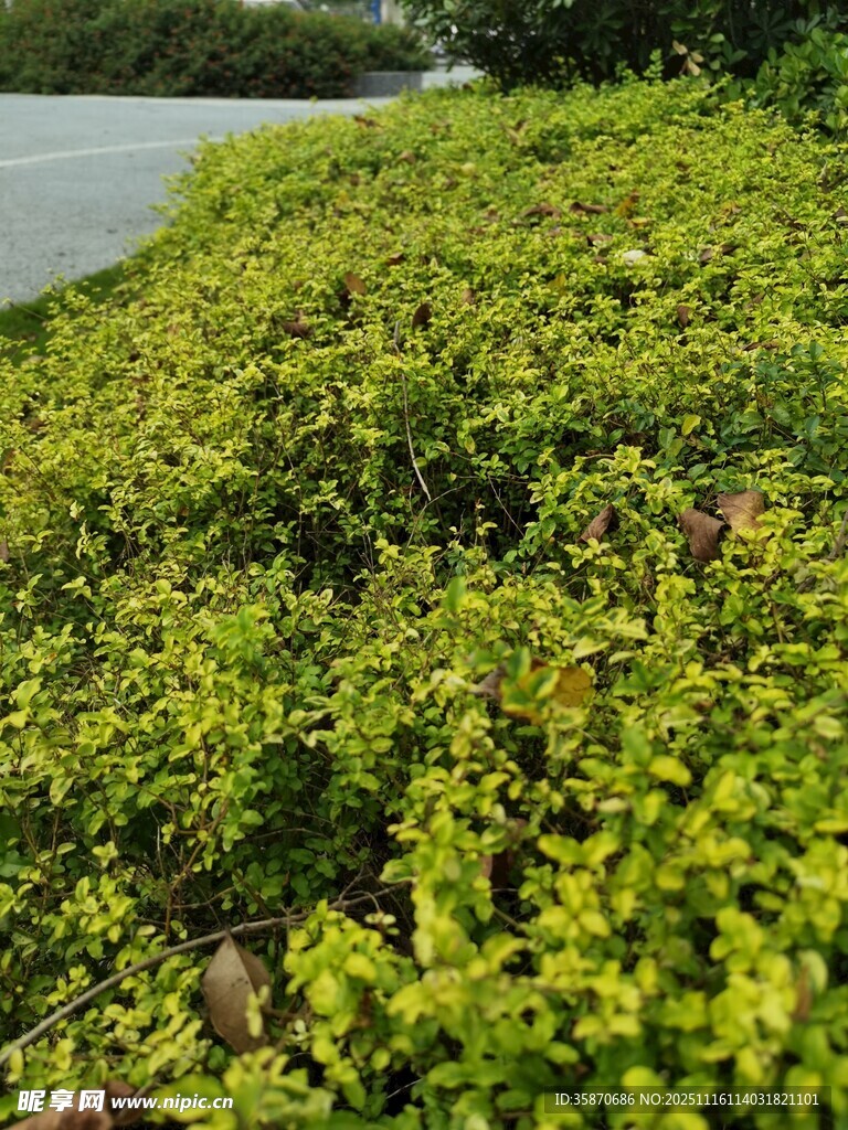 翠绿繁茂的低矮灌木丛