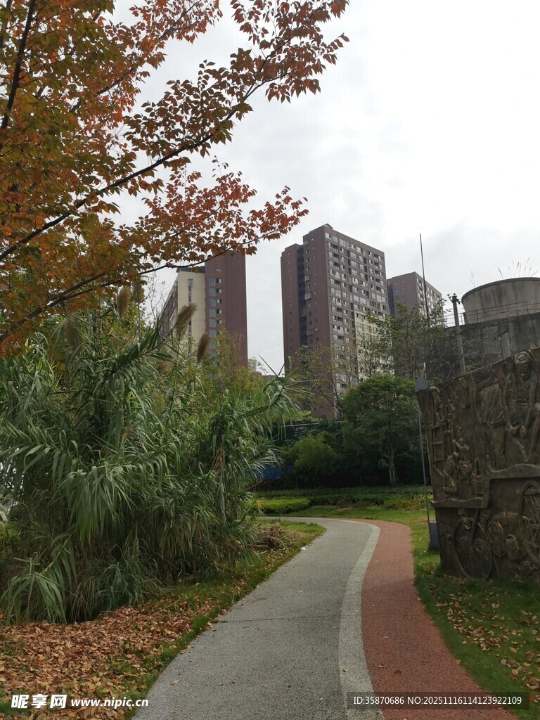 城市中的静谧林荫小径