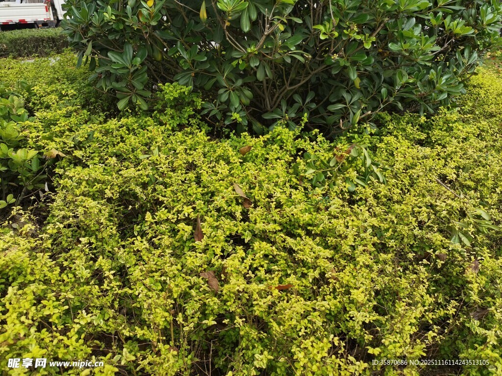 翠绿繁茂的低矮灌木丛