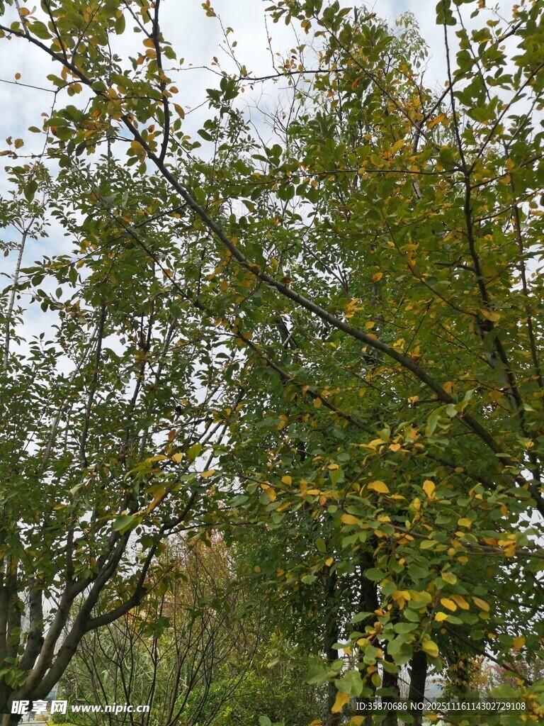 秋日树林中的繁茂树木