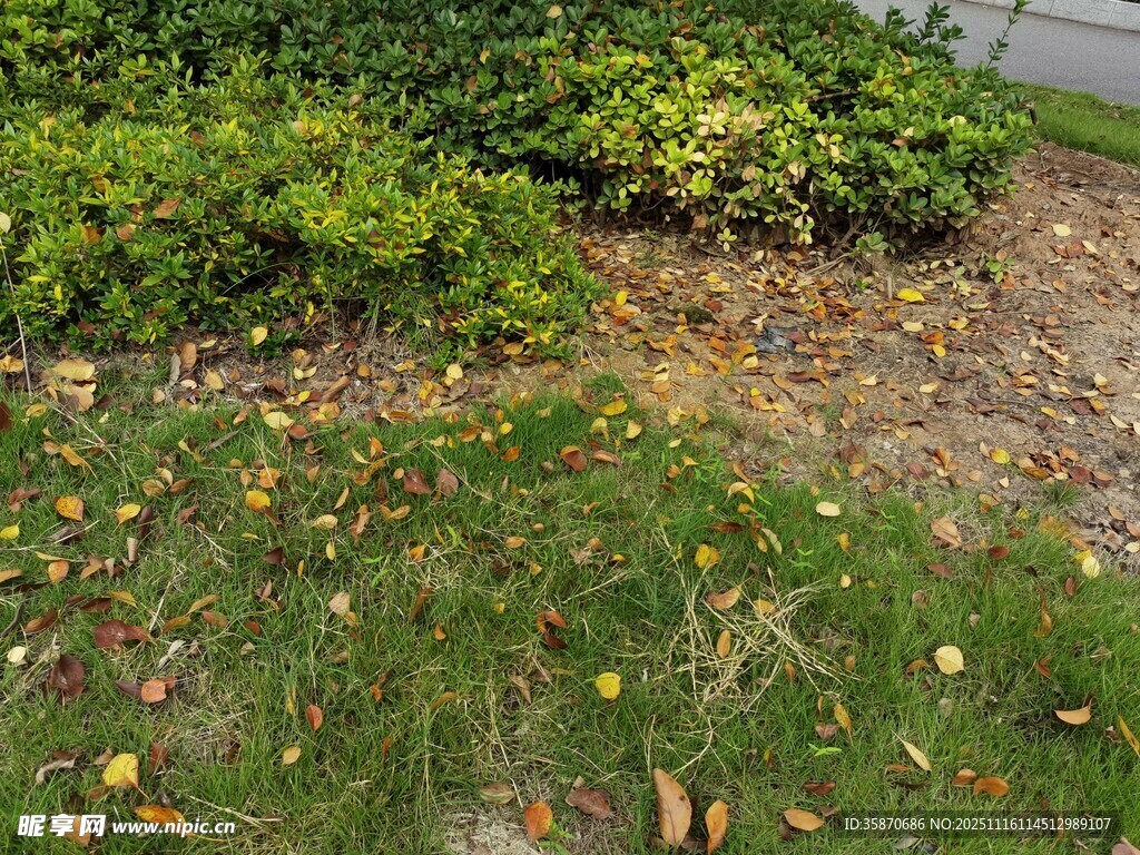 秋日庭院绿植与落叶景象