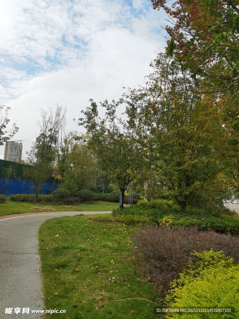 城市中的静谧林荫小道