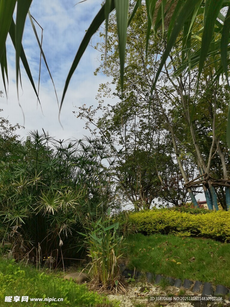 绿意盎然的户外自然景致