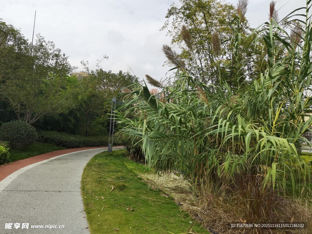 蜿蜒小路旁的葱郁绿植