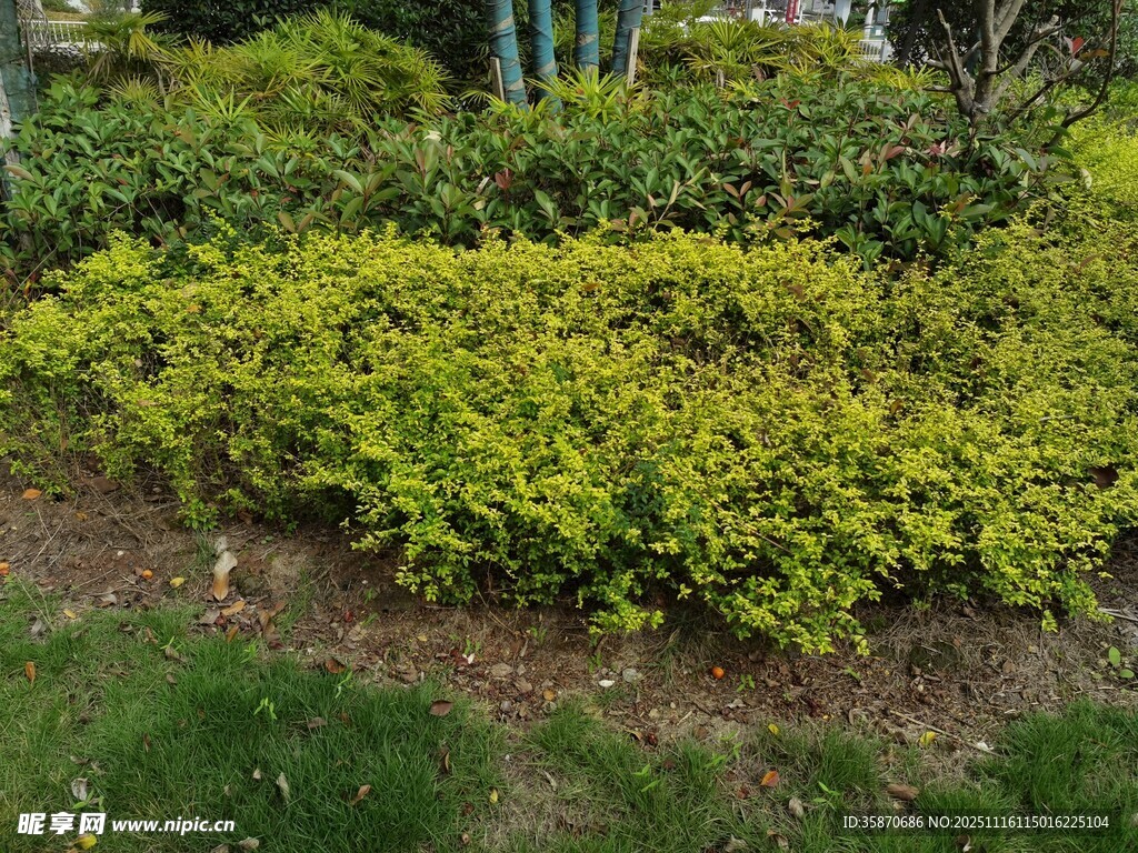 翠绿灌木装点户外景致