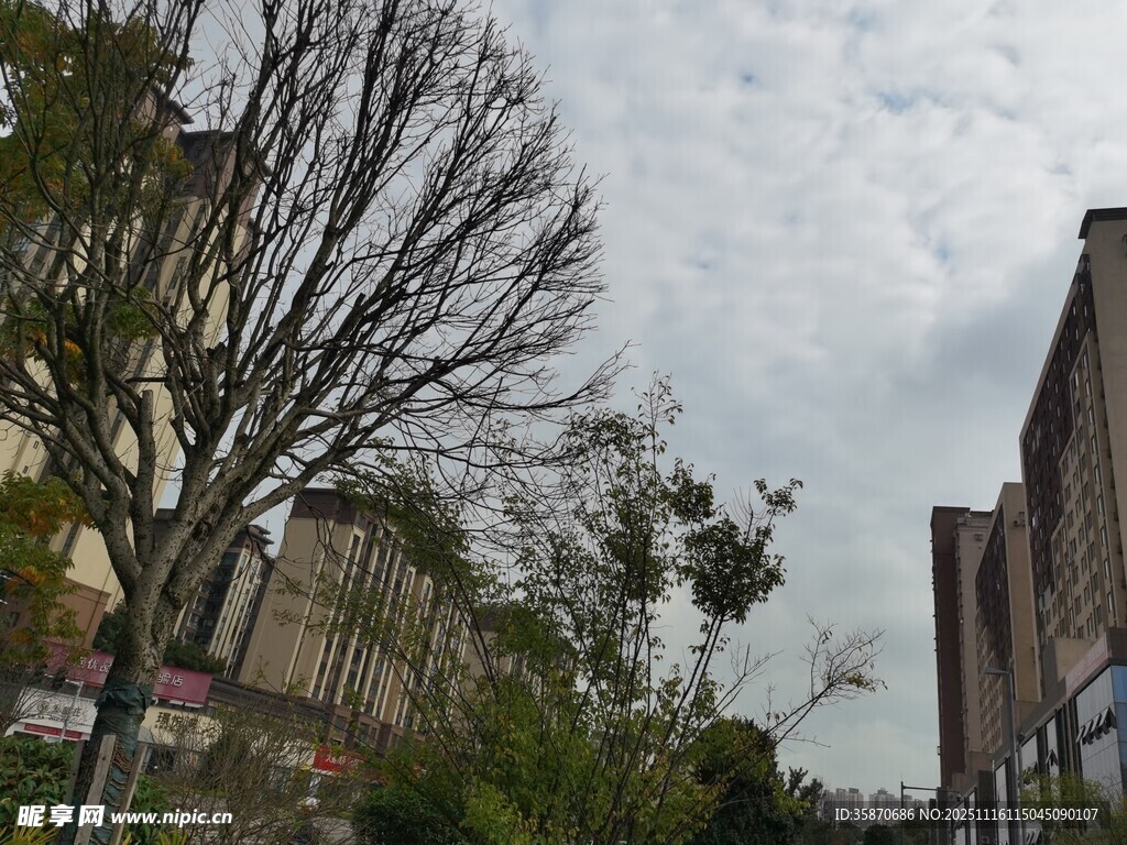 城市街道旁的光秃树木