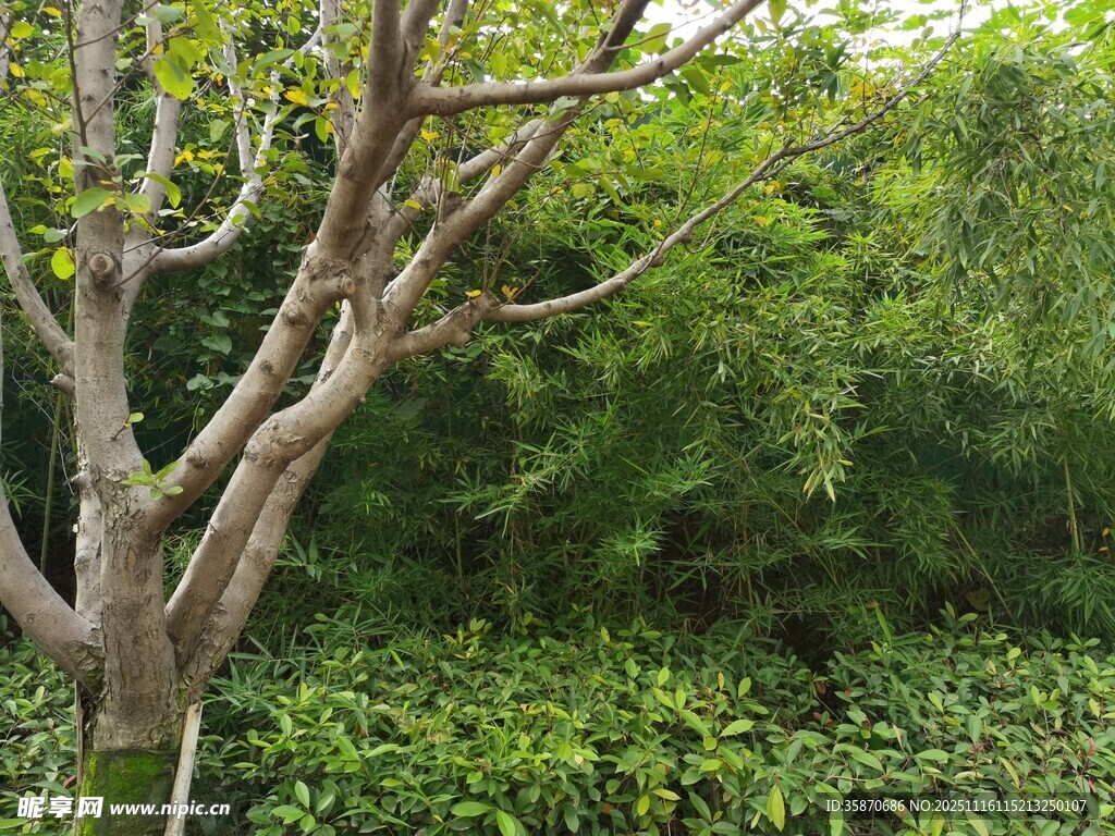 枯树与繁茂绿植景观