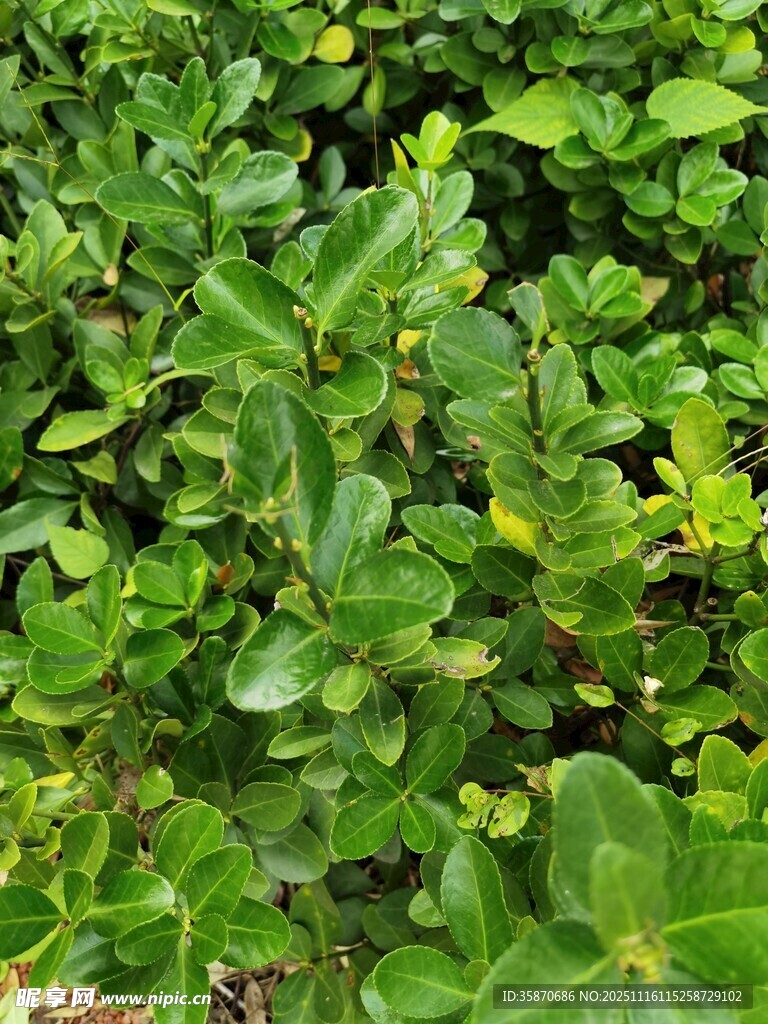 翠绿繁茂的绿植景观