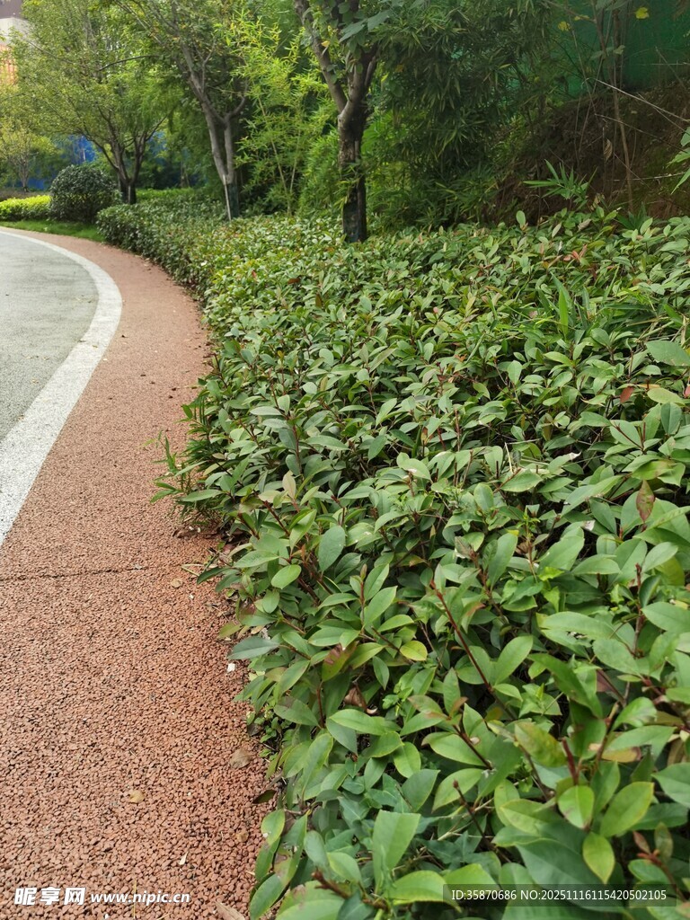 路边繁茂绿植景观