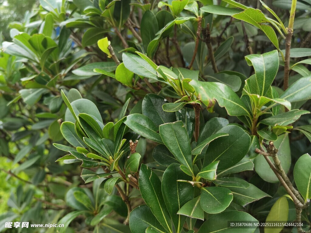 绿叶繁茂的植物景观