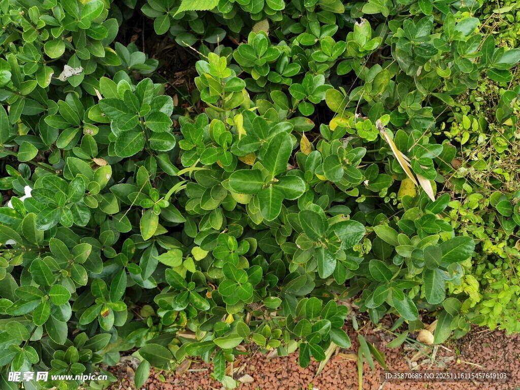 翠绿繁茂的植物景观
