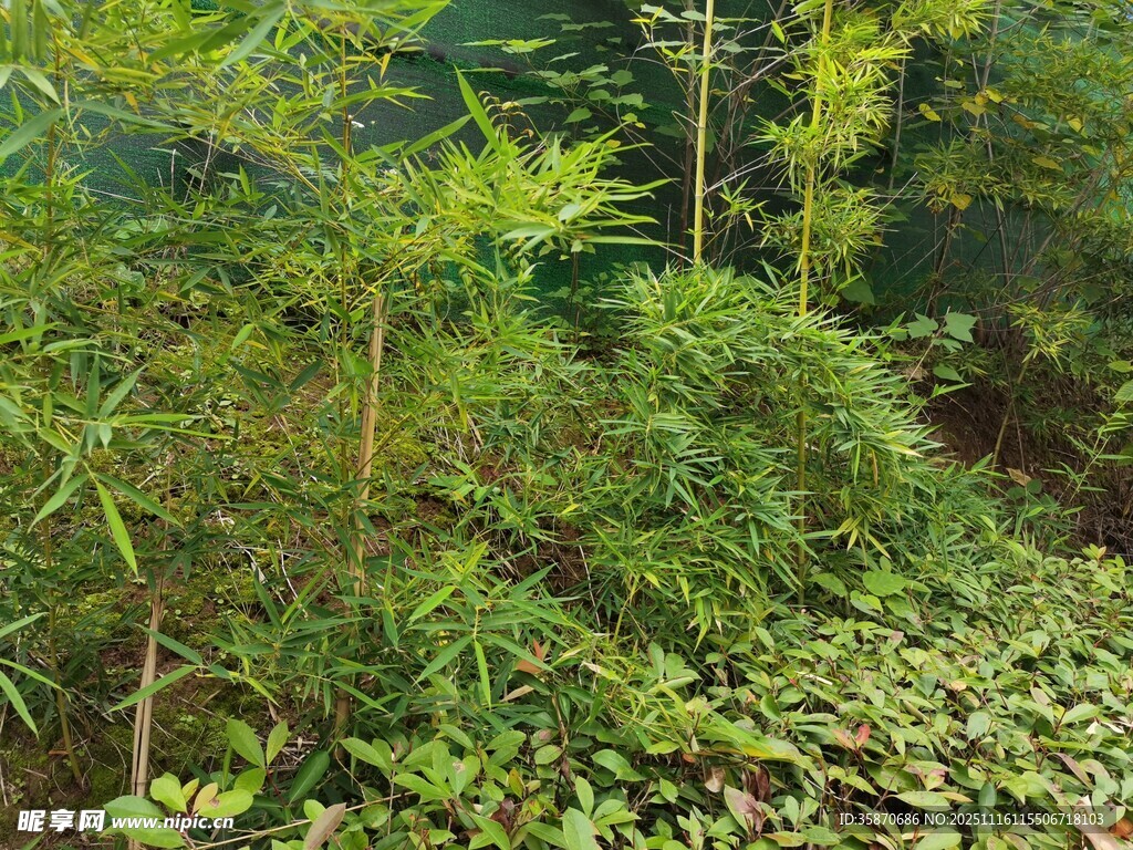 茂密绿植的自然景致