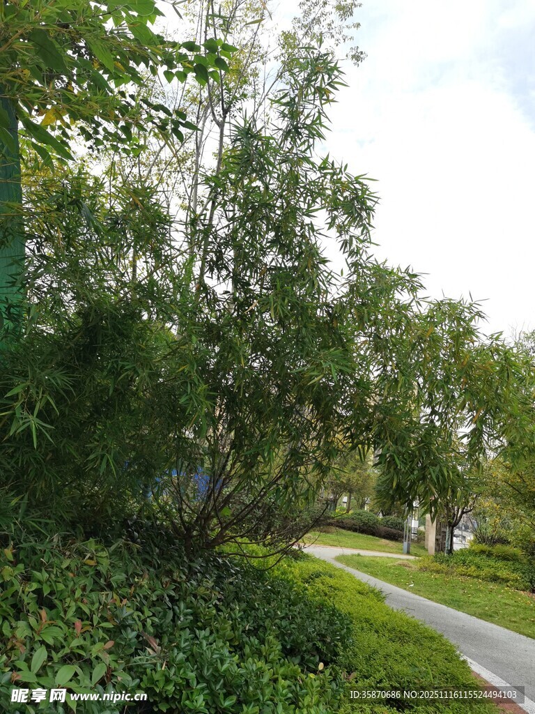 林间小径绿意盎然的景致