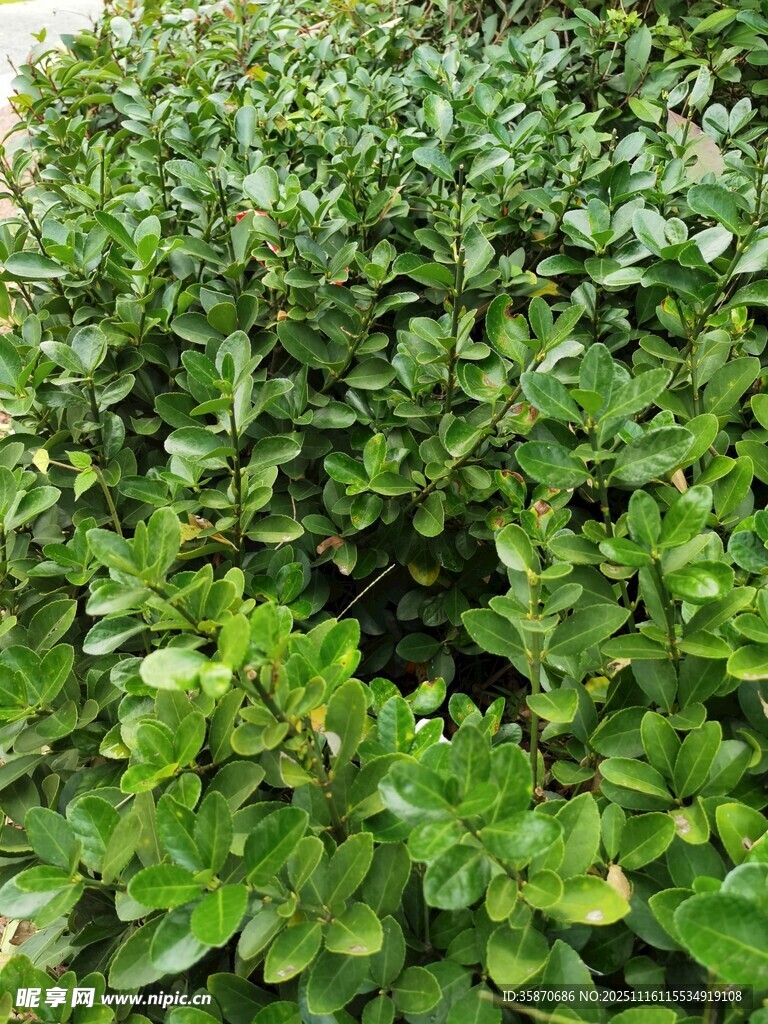 翠绿繁茂的灌木丛