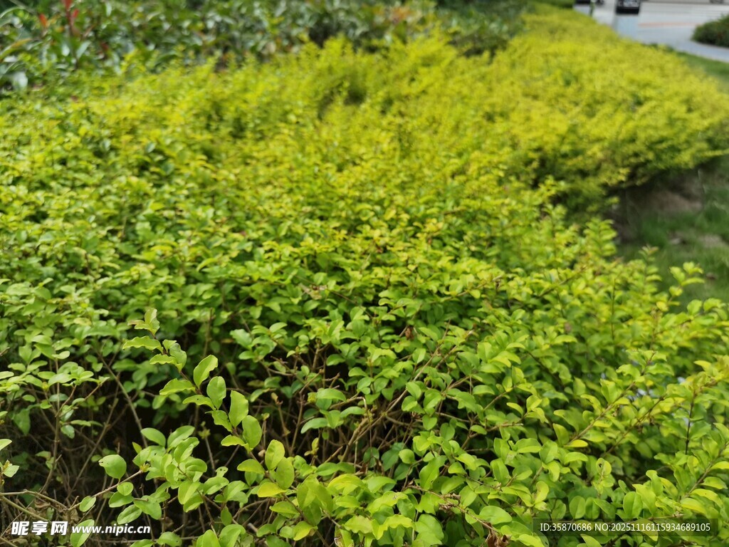 翠绿繁茂的植物景观